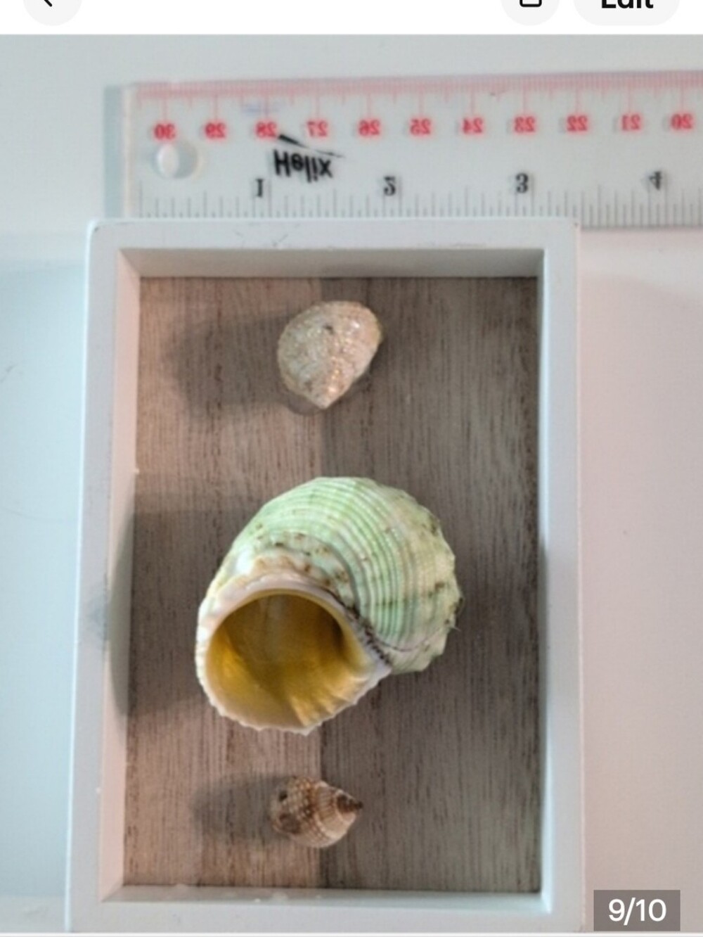 Turbo Imperiali Sea Snail with two other snail shells mounted on shadowbox frame - Picture 9 of 10
